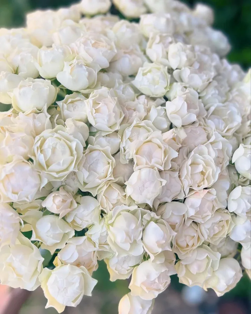 Rožių puokštė Baltoji Magija - Image 2