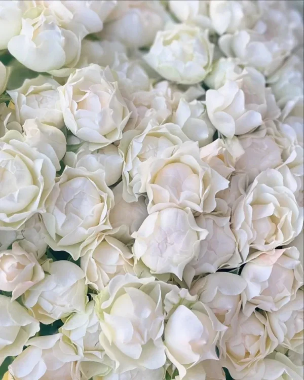 Rožių puokštė Baltoji Magija