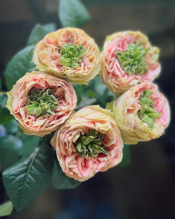 Rožių puokštė Pradzia