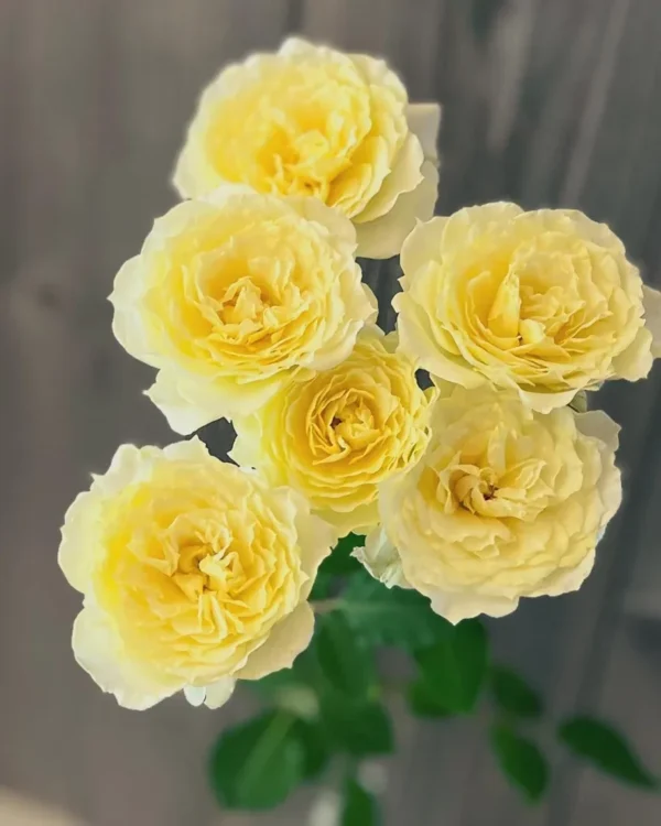 Rožių puokštė Tik