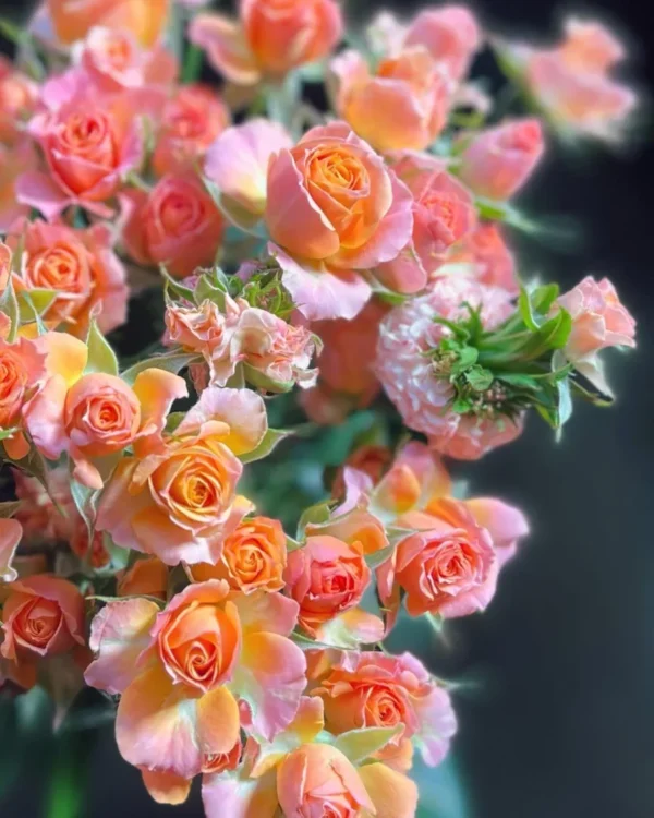 Rožių puokštė Ateitis