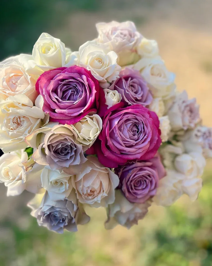 Rožių puokštė Nuotaika 3 - Image 3