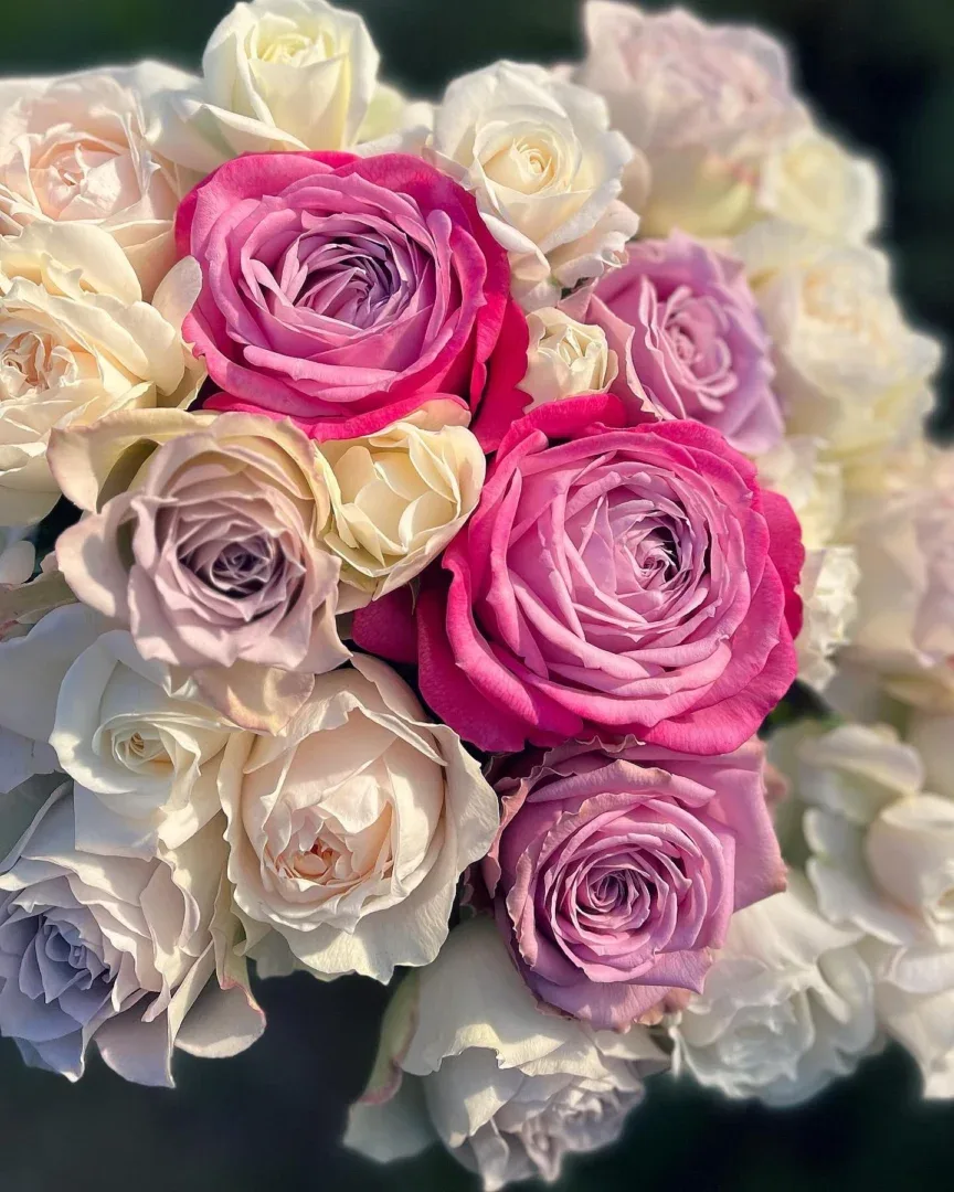 Rožių puokštė Nuotaika 3