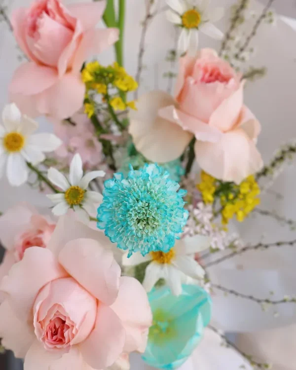 Miss Kikoto puokštės