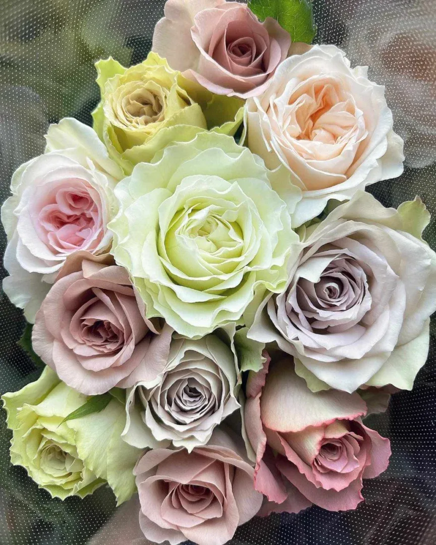 puokste baltos rozes