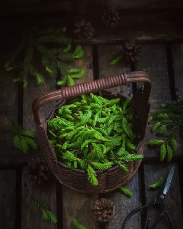 Egiu pumpurai su medumi