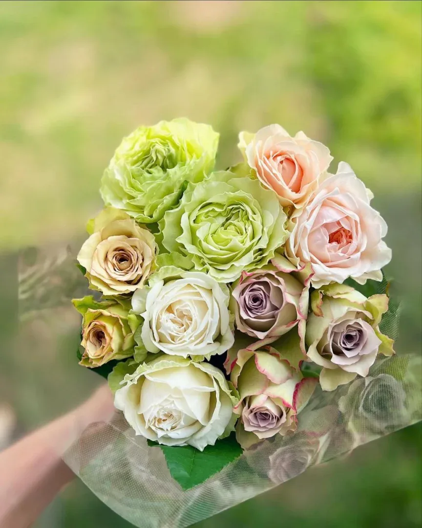 puokste baltos rozes - Image 2